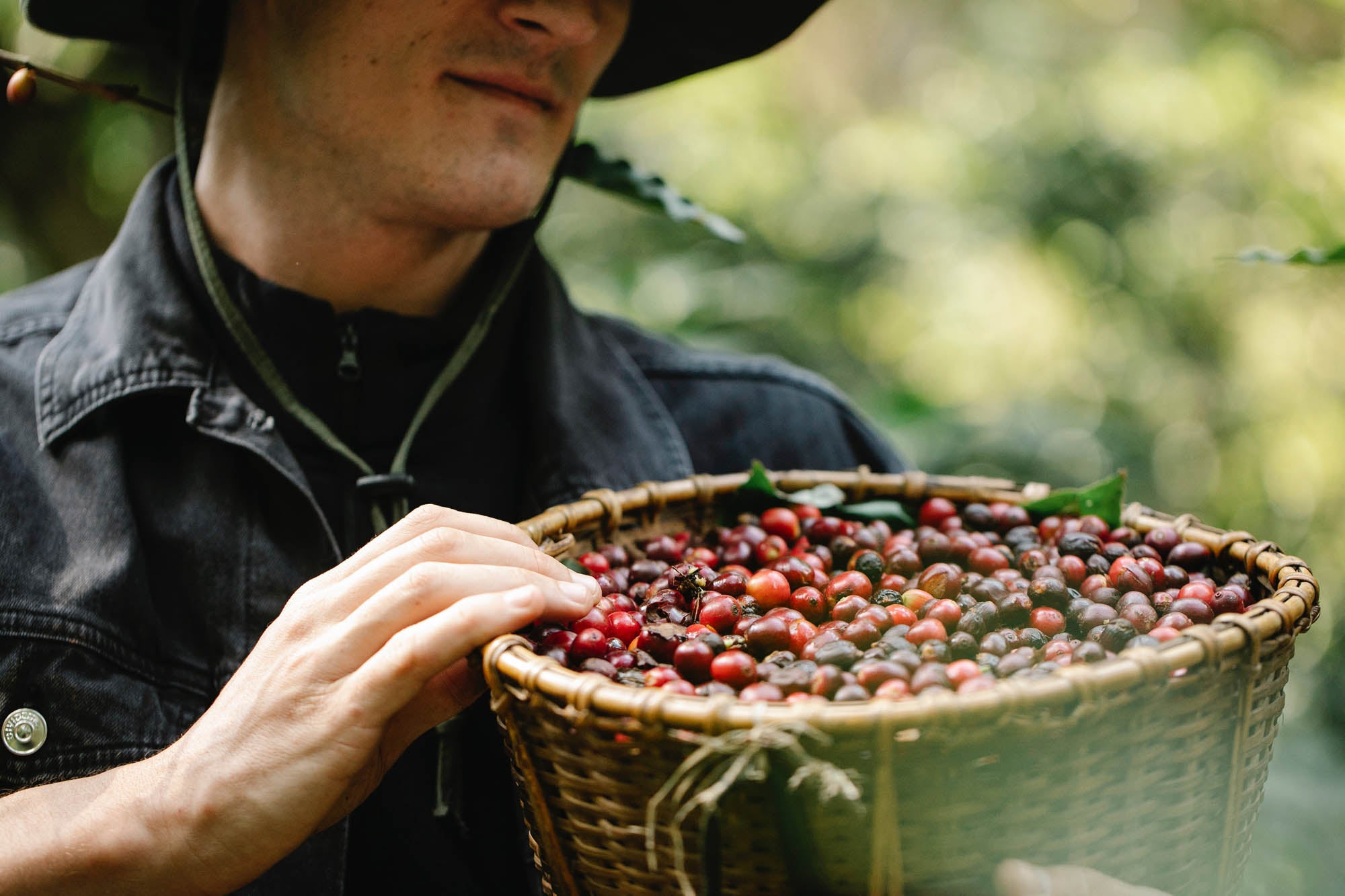 coffee farm with cherries in a basket