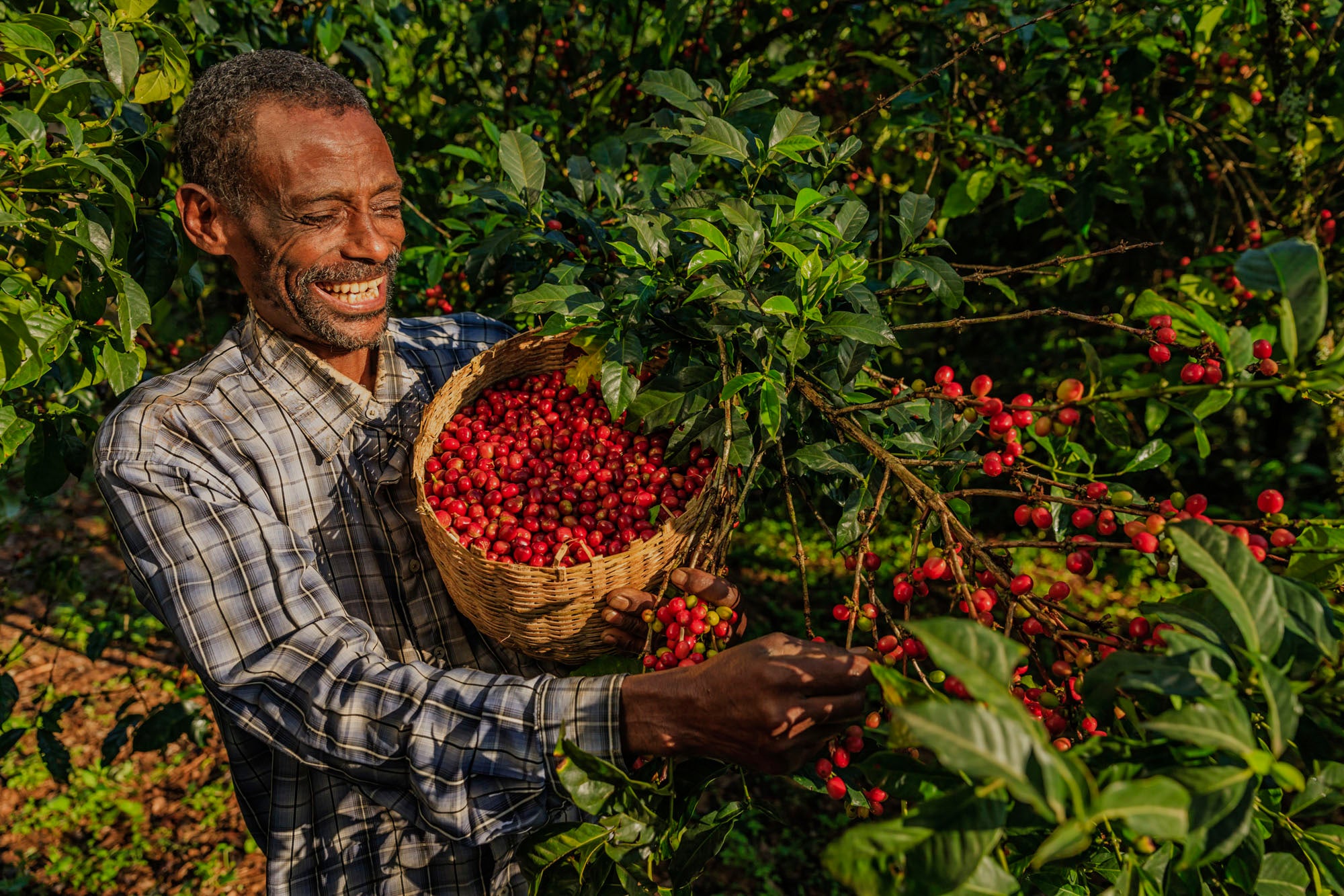 Ethiopian coffee farmer picking coffee cherries
